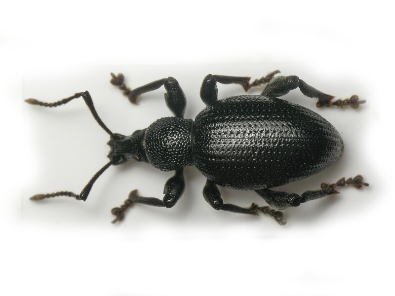 Otiorhynchus atronitens Formanek, 1925